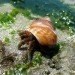 makerbot industries, makerbot, project shellter, hermit crabs, hermit crab shells, 3d printing, 3-d printing, 3d printing shells, shell shortage, green technology, green printing