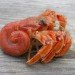 makerbot industries, makerbot, project shellter, hermit crabs, hermit crab shells, 3d printing, 3-d printing, 3d printing shells, shell shortage, green technology, green printing