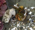3D Printers Can Help Solve Hermit Crab Shell Shortage by Printing Custom Replacements