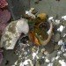 makerbot industries, makerbot, project shellter, hermit crabs, hermit crab shells, 3d printing, 3-d printing, 3d printing shells, shell shortage, green technology, green printing
