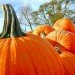 Eco-Friendly Fall Fun in NYC, fall activities, fall food, fall foliage, fall in new york, halloween new york, pumpkin picking nyc, queens country farm museum, haunted houses nyc, fall greenmarket vegetables