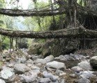 Extraordinary Living Bridges Are Made of Growing Roots and Vines