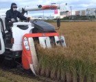 Stevia Helps Rice Grow in Tsunami Ravaged Rice Paddies in Japan