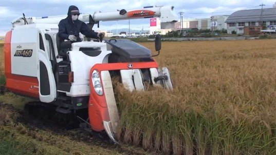 stevia.jpg stevia, stevia for farming, B&L Corporation japan rice, japan earthquake damage, japan tsunami damage, japan farming, eco farming, stevia farming