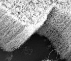 Researchers Find Carbon Nanotubes Have Harmful Effects on Waterways and Algae Health