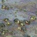 carbon nanotubes, carbon pollution, nanotube pollution, nanotube technology, algae pollution, good algae, beneficial algae, pollution, water pollution