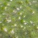 carbon nanotubes, carbon pollution, nanotube pollution, nanotube technology, algae pollution, good algae, beneficial algae, pollution, water pollution