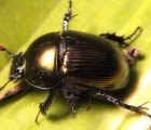 Researchers Developing Cyborg Insects that Draw Energy From Their Own Wings