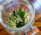 DIY: How To Make Your Own Green Terrarium To Keep or Give Away for the Holidays!