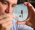 Duke Researchers Studying Sensor-Equipped Dragonflies To Aid Future Flying Robot Design