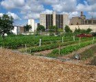 Food Demand to Double by 2050, Urban Agriculture to Become Increasingly Important