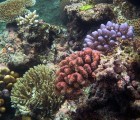 Scientists Planning to Cryo-Freeze Coral Samples to Preserve Endangered Species