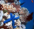 Australia’s Great Barrier Reef to be Protected by the World’s Largest Marine Reserve