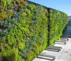 Habitat Horticulture’s Green Living Partitions Divvy Up San Francisco’s Largest Patio Space