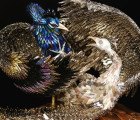 Exquisite Birds of Paradise Made Thousands of Recycled Barrettes and Fake Nails!