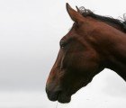 Obama, Congress Pass Bill Lifting Restriction on US Horse Slaughter
