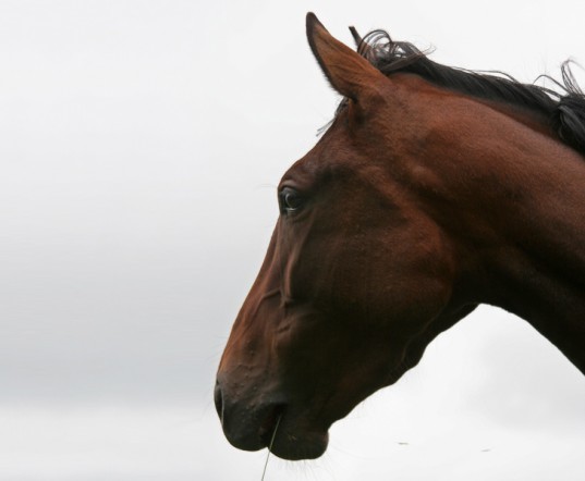Obama Lifts Bill Prohibiting Horse Slaughter in US Obama horse slaughter bill, obama, horse meat, agricultural spending bill, congress, slaughter ban, horse slaughter, animal rights, horse, human consumption, us horse slaughtering industry,