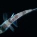 Vibrio fischeri, edith widder Vibrio fischeri, edith widder ocean explorer, Indian River Lagoon, edith widder Bioluminescence Bacteria, edith widder indian river lagoon, indian river lagoon pollution, Bioluminescence Bacteria indian river lagoon, edith widder Bioluminescence Bacteria, edith widder,