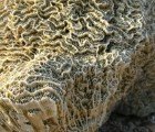 Brilliant Cement Making Technology Mimics Coral While Removing CO2 From the Atmosphere