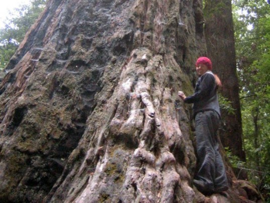 treehugging, tree hugging, trees good for health, matthew silverstone, blinded by science