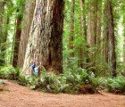 New Book Explains How Hugging Trees Could Actually Improve Your Health