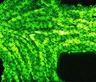 Bioluminescent Bacteria Combat Pollution in Fragile Florida Ecosystem