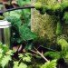 Stories from Space, Moss Graffiti, moss, garden moss, gardening, green design, sustainable design, green graffiti, eco-design, vertical garden, outdoors, plants, botanical