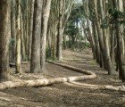 Andy Goldsworthy’s ‘Wood Line’ Installation Made From Fallen Trees Snakes Through the Presidio
