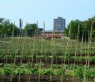 Thousands of Vacant Houses Set to Bloom into Urban Gardens in Cleveland, Ohio