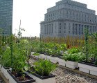 Montreal’s Historic Fairmont The Queen Elizabeth Hotel Grows its Own Produce on an Edible Roof Garden