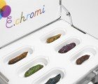 E. chromi Designer Bacteria Will Color Your Poop According to What Ails You
