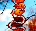 Walter Mason Uses Nature’s Gifts To Create Striking Land Art