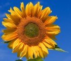 MIT Scientists Find Way to Maximize Concentrated Solar Plant Efficacy by Emulating a Sunflower’s Pattern