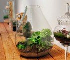 Dozens of Beautiful Terrariums Now On Display at the Brooklyn Botanic Garden