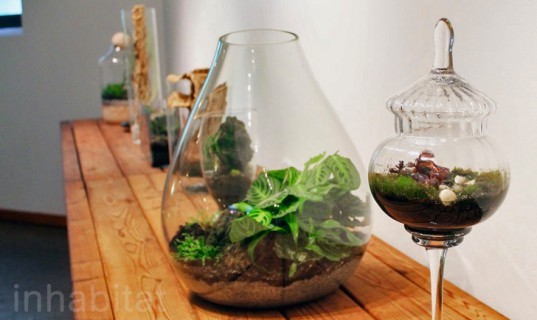 terrarium, terrariums, terrarium exhibit, terrarium art, terrarium brooklyn botanic garden, brooklyn botanic garden