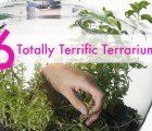 6 Terrific Terrariums to Brighten Up Your Living Space