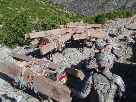 taliban, pakistan forests, Sarhad Awami Forestry Ittehad (SAFI), Sarhad Awami Forestry Ittehad taliban, taliban illegal timber, taliban pakistan, taliban environment, taliban timber smuggling, pakistan deforestation, pakistan illegal timber, osama bin laden