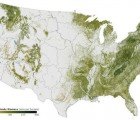 Amazing Map Shows Every Tree in the United States