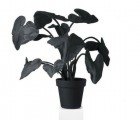 Wandschappen’s Curious FeltPlants Cast a Familiar Shadow