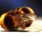 Researchers Find that Parasitic Flies are Turning Bees Into Zombies