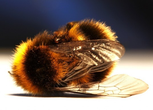 colony collapse disorder, bees, zombie bees, parasite, parasitic fly, apocephalus borealis, honeybees, bumble bees, phorids, apids, colony collapse disorder, cell phones kill bee, green design, sustainable design, eco design, san francisco state university