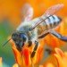 animals, environmental destruction, pesticides, pesticides and animals, bees, honeybees, pesticides and honeybees, nicotine based pesticides, honeybee decline, honeybee news, bees, bee news, neonicotinoid, chemical pesticides, chemicals and bees, news