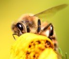 Study Shows That Potent New Pesticides May Be Killing Off Honeybees