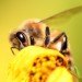 animals, environmental destruction, pesticides, pesticides and animals, bees, honeybees, pesticides and honeybees, nicotine based pesticides, honeybee decline, honeybee news, bees, bee news, neonicotinoid, chemical pesticides, chemicals and bees, news
