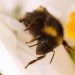 animals, environmental destruction, pesticides, pesticides and animals, bees, honeybees, pesticides and honeybees, nicotine based pesticides, honeybee decline, honeybee news, bees, bee news, neonicotinoid, chemical pesticides, chemicals and bees, news,