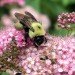 animals, environmental destruction, pesticides, pesticides and animals, bees, honeybees, pesticides and honeybees, nicotine based pesticides, honeybee decline, honeybee news, bees, bee news, neonicotinoid, chemical pesticides, chemicals and bees, news,