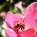 animals, environmental destruction, pesticides, pesticides and animals, bees, honeybees, pesticides and honeybees, nicotine based pesticides, honeybee decline, honeybee news, bees, bee news, neonicotinoid, chemical pesticides, chemicals and bees, news,