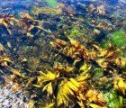 Human Stomach Microbe Breaks Down Seaweed for Biofuel Production