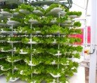 VertiCrop Processes 10,000 Plants Every 3 Days Using Vertical Hydroponic Farming