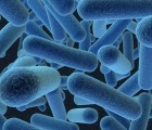 Extraterrestrial Microbes Could Double the Output Of Bacteria Batteries